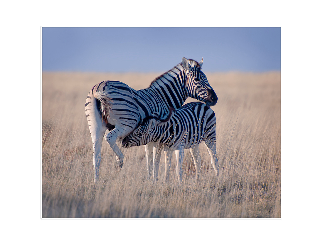 Zebra