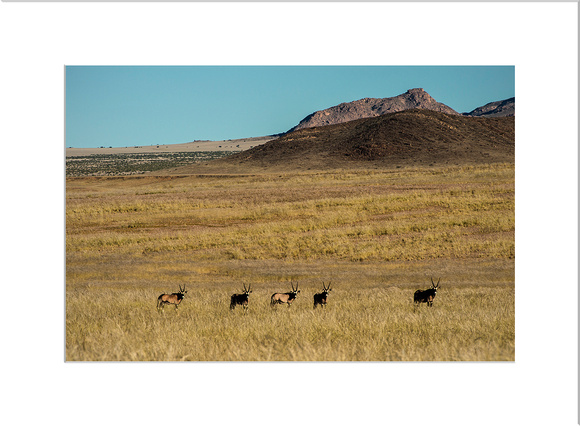 Gemsbok Namibia