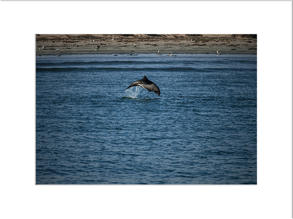 "Dolphin Jumping " Namibia