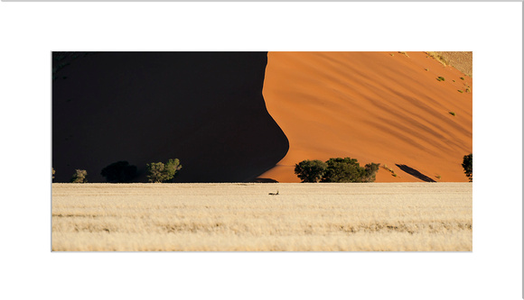 Impala "Red Dune" Sossusvlei Namibia