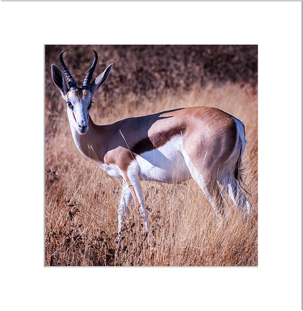 Impala Etosha Namibia
