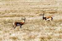 Newest Namibia