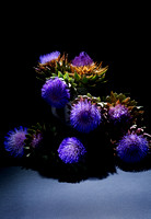 Artichoke Flowers